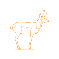 Animals Giraffoids Pronghorn Svg Line Art, Free Vectors File